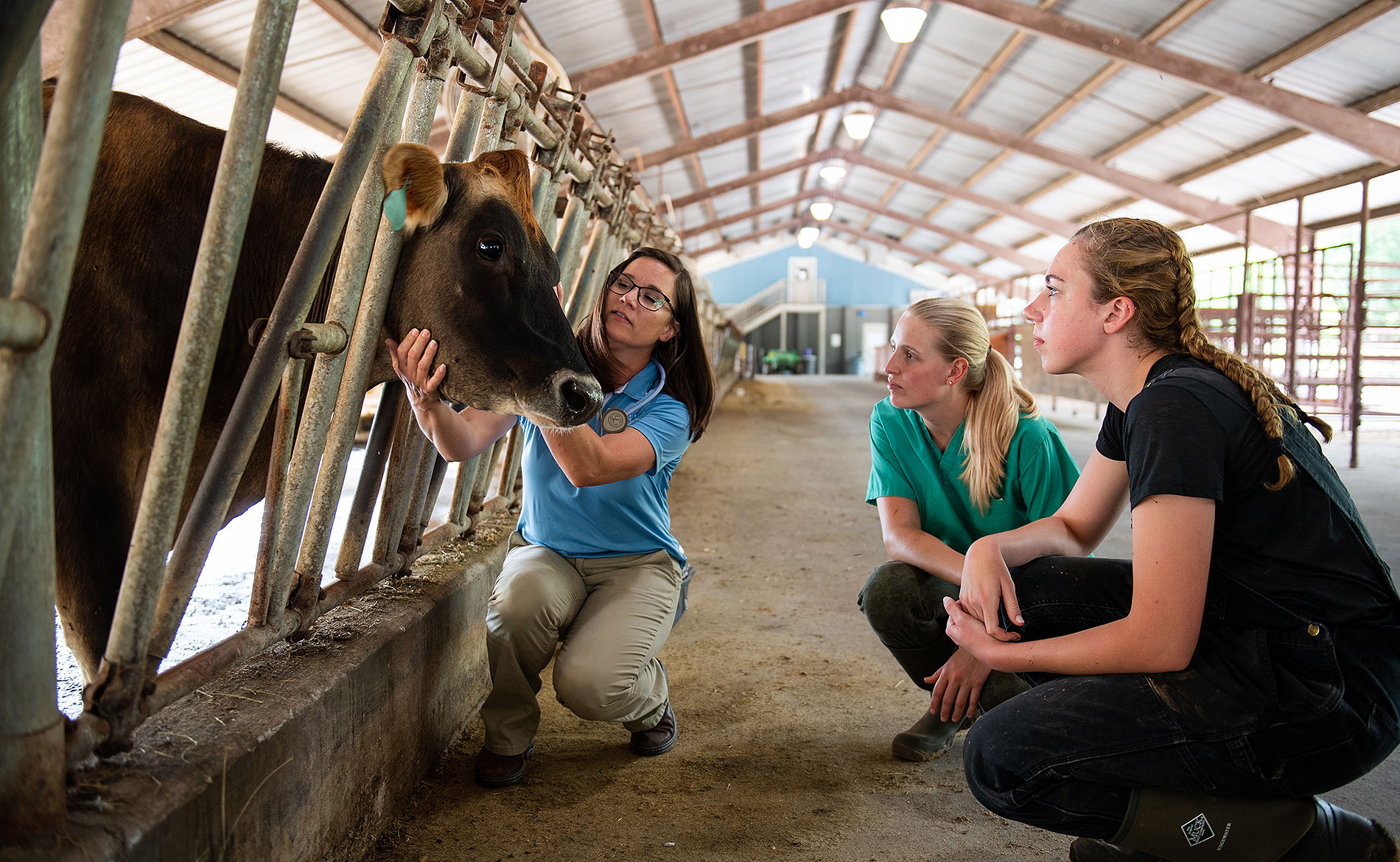 three female students kneeling by cow