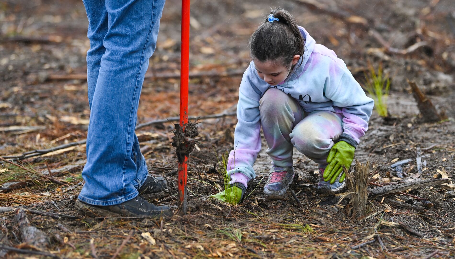 tree-planting