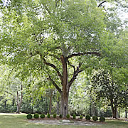 Tree-23.jpg