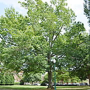 Tree-27.jpg