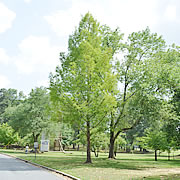 Tree-36.jpg