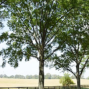 Tree-40.jpg