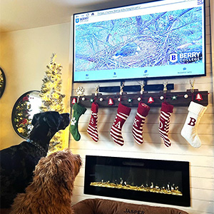 two dogs watching the eagle cam on a tv